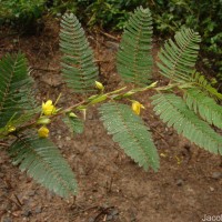 Chamaecrista nictitans (L.) Moench
